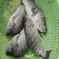 Frozen Tilapia Fish Factory Supply Fast Delivery Good Quality Sea Food 