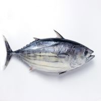 Cheap Price Fresh Fish Frozen Yellow Fin Tuna