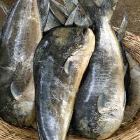Frozen Mahi - MAHI Fish For Sale 2021, Wholesale Best Price, Fresh Wild Caught and Farmed