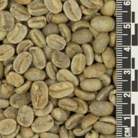 Vietnam 100% Robusta Coffee Beans With 7 Years Maturity 
