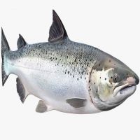 Atlantic salmon, cooled, 3-4 kg. ORD