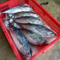 Tuna Fish Frozen Frozen Tuna Fish Price Bonito Tuna Fish Fresh Frozen Skipjack