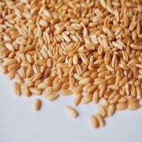 Great quality dried seeds natural yellow oats