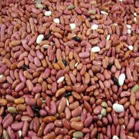 Wholesale Price 100% Natural Purple Speckled Kidney Beans