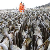 Stockfish - Cod / Tusk / Ling in 30Kg & 45Kg Bale