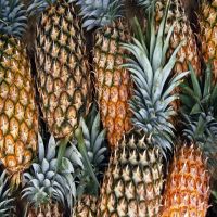 Fresh Pineapples with the most competitive price