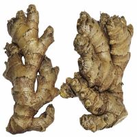 Ginger Ginger Air Dried Ginger Market Price Wholesale Ginger For EU Market