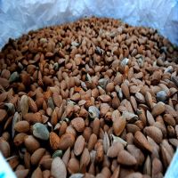 High Quality Delicioused Original Flavor Almond Nuts With Shell