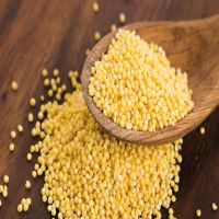 Protein-Rich Organic Foxtail Millet Gluten-free Grain Yellow Millet For Breakfast