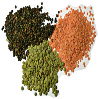 Good quality dried lentils in bulk, lentils