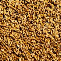 Feed Rye Grain
