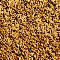 Rye for Sale with Fast Delivery