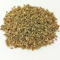  Top quality Rye grains for sale