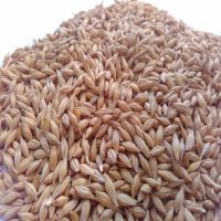New crop Organic Barley available for sale