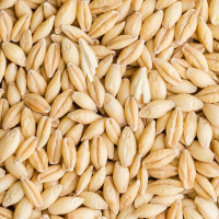 Wholesale priced barley for farm feed