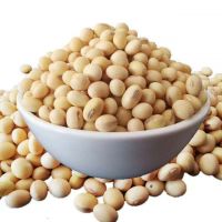 High Quality Bulk Mature soybeans in 2021