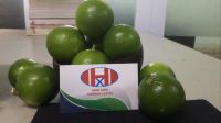 SEEDLESS LIME FRESH GREEN LEMON // WHATSAAP: +84359443043