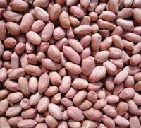 Peanuts, Melon Seeds, Canned Kernels, Chestnuts,Other Nuts/Kernels