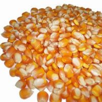  Dried Yellow Maize Corn for Sale