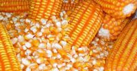  Dried Yellow Maize Corn for Sale