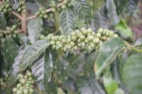 Java Arabica Beans