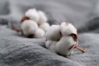 Raw Cotton