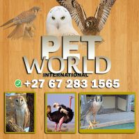 PET WORLD INTERNATIONAL +27672831565