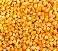 Yellow Corn / Animal feed.