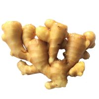 BESTPRICE OFFER FOR Fresh Ginger / Garlic