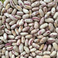 High quality white and black kidney beans