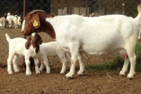 Discount Prices 100% Full Blood Live Boer Goats