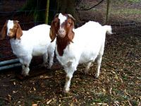 PureBred Boer Goats, Live Sheep, Cattle