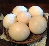 Ostrich chicks and fertilized egg for sale