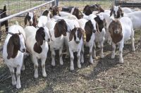 PureBred Boer Goats, Live Sheep, Cattle