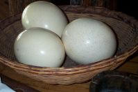 Fertilized Ostrich chicks and eggs