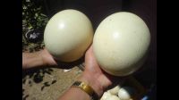 Ostrich Egg, Fresh Chicken Table Eggs