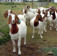 Full Blood Live Boer Goats