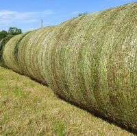 Standard Quality Tested Alfafa Hay 50Kg Bales For Sale/ Dairy Quality Alfafa Hay Export