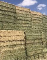 Animal Feeding Timothy or alfalfa hay in bales for sale for wholesale