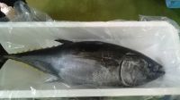 Fresh farmed blue fin tuna