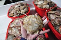 Live scallop with shell