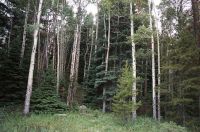 Spruce and Aspen Logs