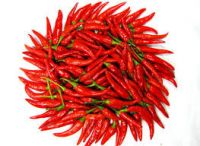 red chilli