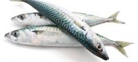 Frozen Mackerel fish