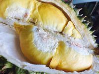 Peeled Durian Nias Indonesia