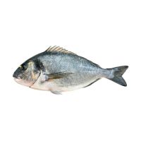 Mediterranean European Seabream