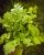 Fresh Coriander Leaves