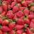 Fresh Strawberry Fruits/Fresh Fruits!
