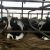 Holstein Heifers Cows