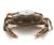 Live Mud Crab Variety mud crab for sale